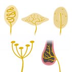 Mechanoreceptive somatic senses