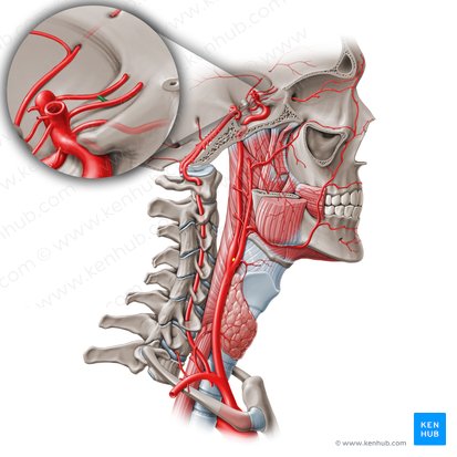 Anterior communicating artery (Arteria communicans anterior); Image: Paul Kim