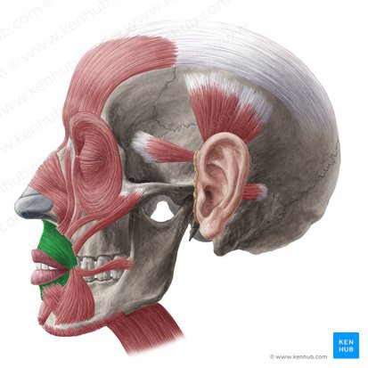 Músculo orbicular de la boca (Musculus orbicularis oris); Imagen: Yousun Koh