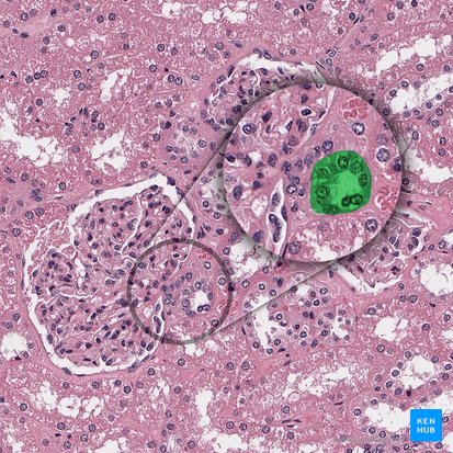 Túbulo contorneado distal (Pars convoluta tubuli distalis); Imagen: 