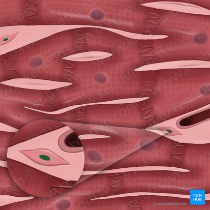 Núcleo de fibroblasto (Nucleus fibroblasti); Imagem: Tal Bavli Ziv