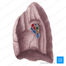 Intermediate bronchus of right lung (Bronchus intermedius pulmonis dextri); Image: Yousun Koh