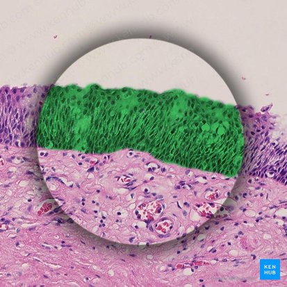 Epithelium stratificatum squamosum (Mehrschichtiges Plattenepithel); Bild: 