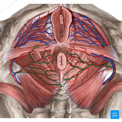 Veias retais inferiores (Venae anorectales inferiores); Imagem: Rebecca Betts