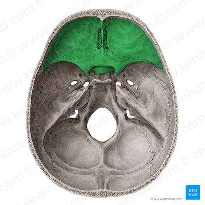 Fosse crânienne antérieure (Fossa anterior cranii); Image : Yousun Koh