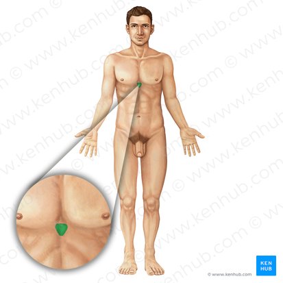 Xiphoid process of sternum (Processus xiphoideus sterni); Image: Irina Münstermann