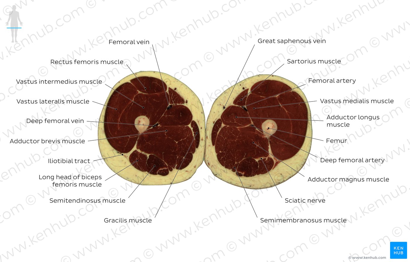 Cross section of the thigh through the adductor longus muscle: Diagram