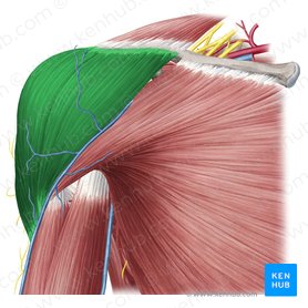 Músculo deltoides (Musculus deltoideus); Imagen: Yousun Koh