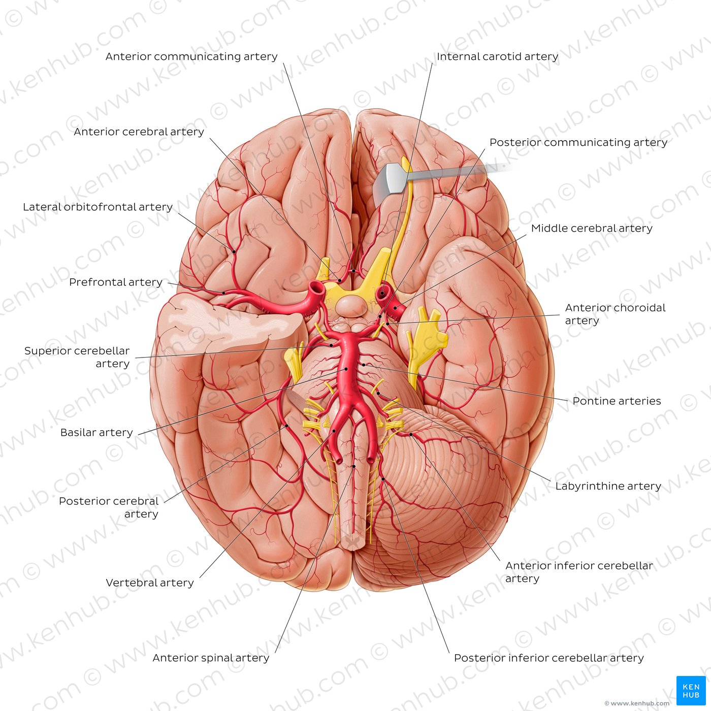 Cerebellar Artery - an overview