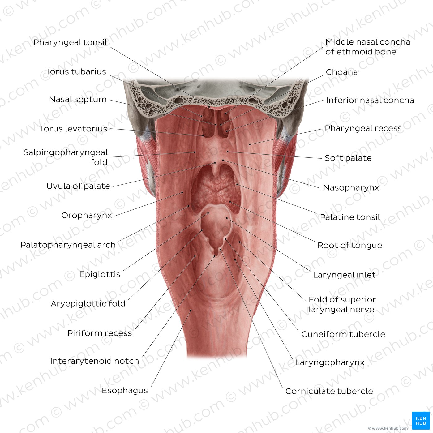 Figure 3. Pharyngeal mucosa