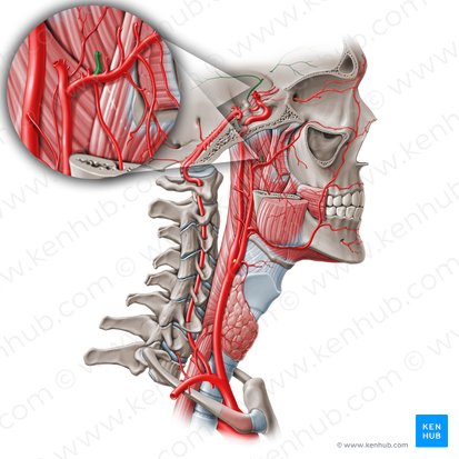 Middle meningeal artery (Arteria meningea media); Image: Paul Kim