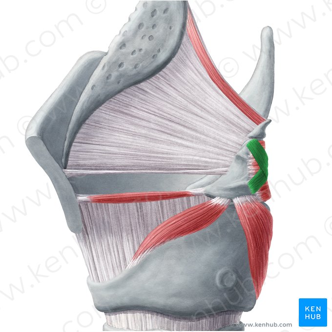 Músculo aritenóideo oblíquo (Musculus arytenoideus obliquus); Imagem: Yousun Koh