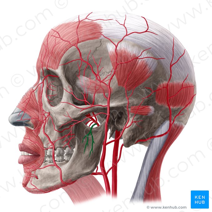 Artéria massetérica (Arteria masseterica); Imagem: Yousun Koh