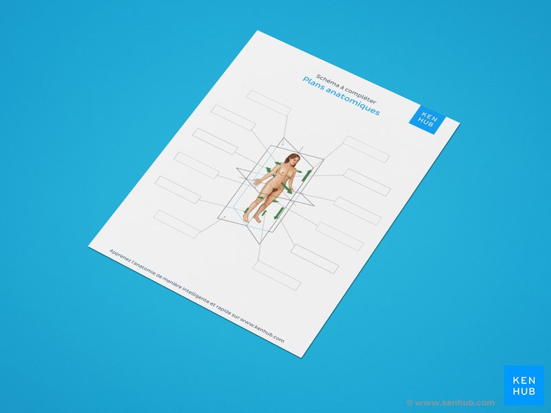 Utilisez nos exercices de diagrammes à compléter pour améliorer vos compétences d’identification des structures.