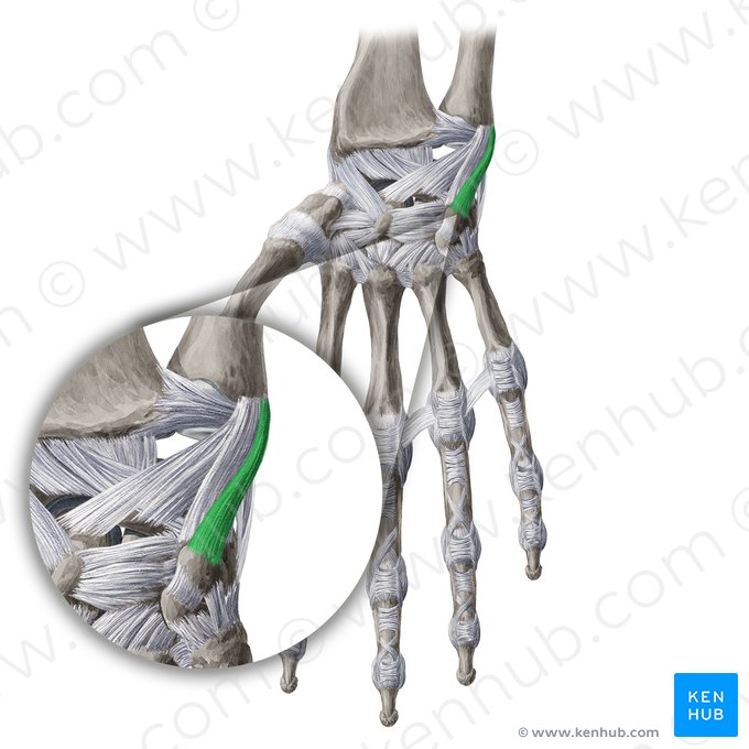 Ligamento ulnopisiforme (Ligamentum ulnopisiforme); Imagen: Yousun Koh