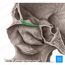 Lâmina cribriforme do osso etmoide (Lamina cribrosa ossis ethmoidalis); Imagem: Yousun Koh