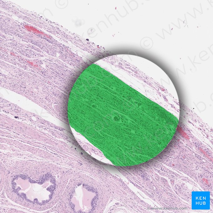 Túnica albugínea do testículo (Tunica albuginea testis); Imagem: 
