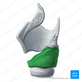 Cricoid cartilage (Cartilago cricoidea); Image: Yousun Koh