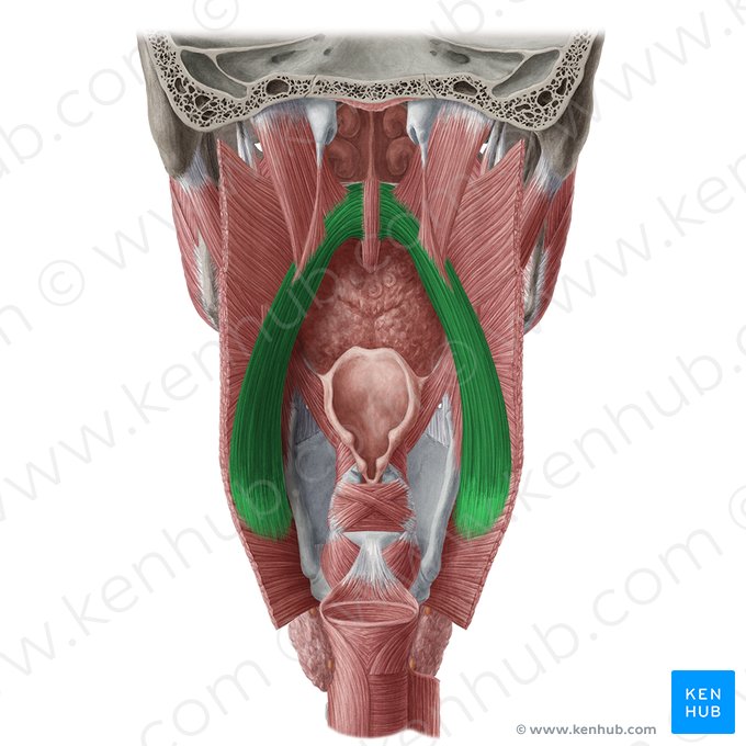 Palatopharyngeus muscle (Musculus palatopharyngeus); Image: Yousun Koh