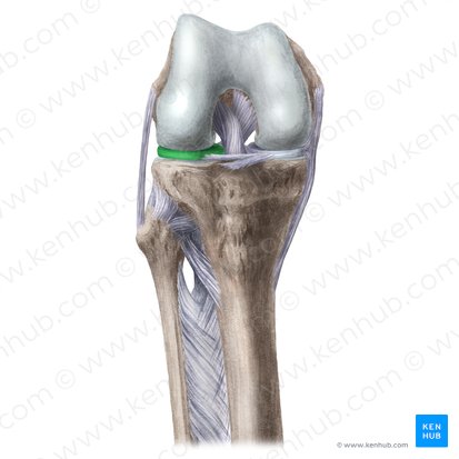 Menisco lateral (Meniscus lateralis); Imagen: Liene Znotina