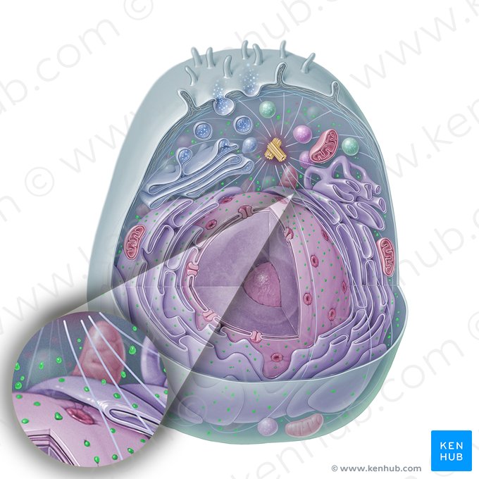 Ribosome (Ribosoma); Image : Paul Kim