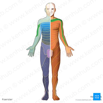 Dermatome C5 (Dermatoma C5); Image : Irina Münstermann