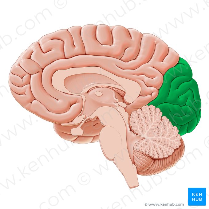 Lóbulo occipital (Lobus occipitalis); Imagen: Paul Kim