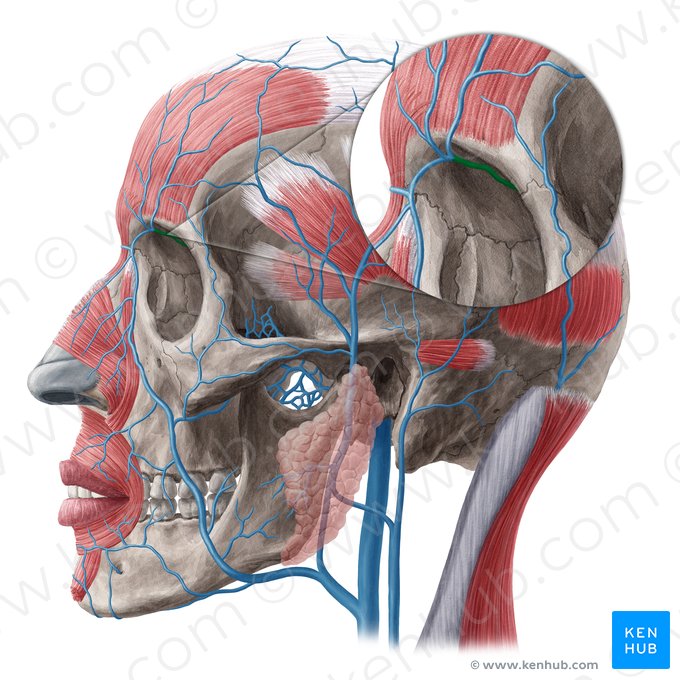 Vena nasofrontal (Vena nasofrontalis); Imagen: Yousun Koh