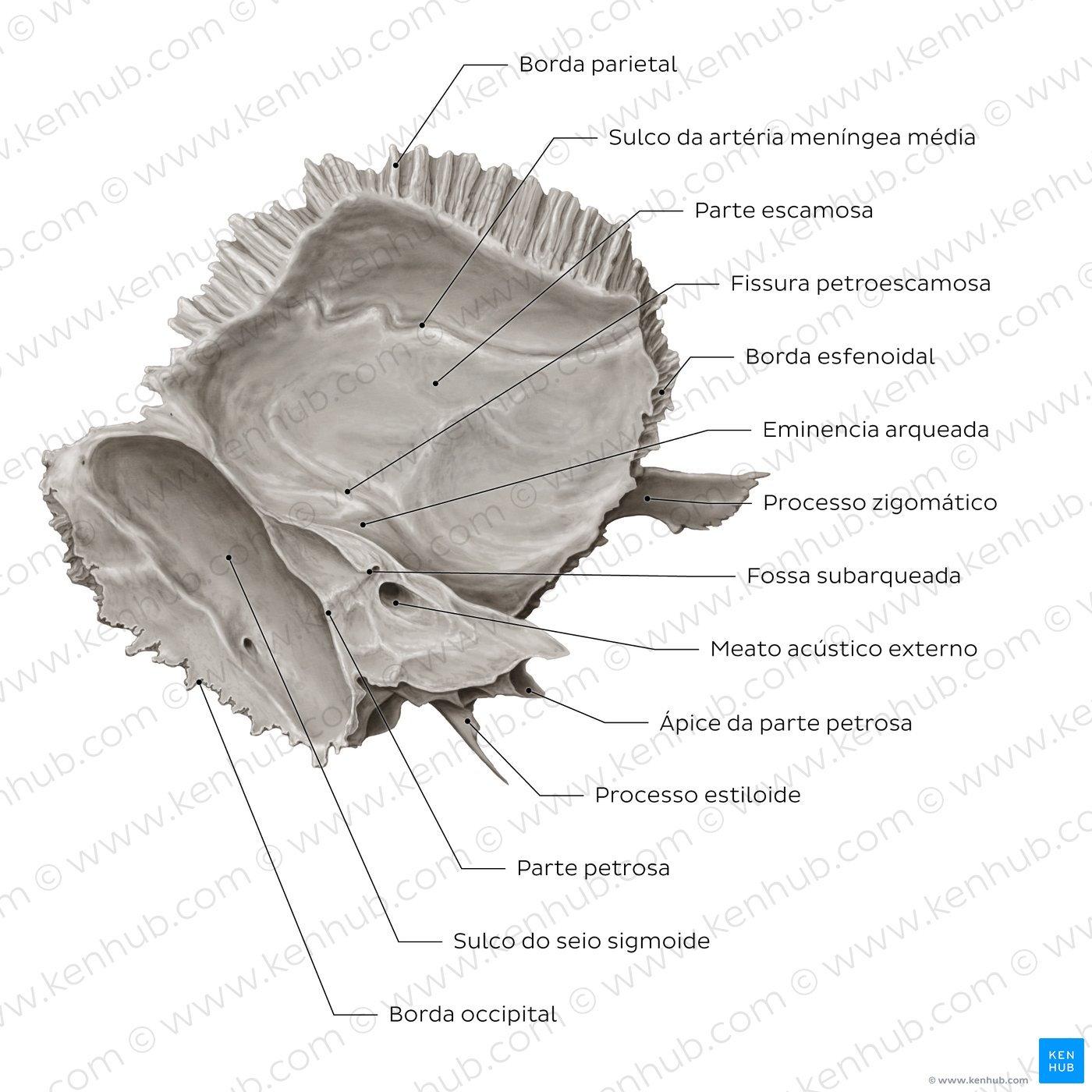 Temporal bone (medial view)
