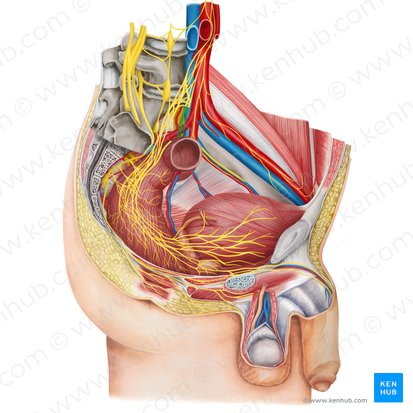 Left hypogastric nerve (Nervus hypogastricus sinister); Image: Irina Münstermann