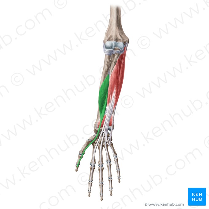 Músculo flexor largo del pulgar (Musculus flexor pollicis longus); Imagen: Yousun Koh