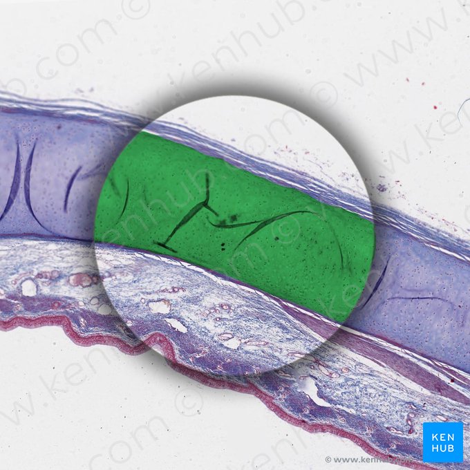 Cartílago de la tráquea (Cartilago tracheae); Imagen: 