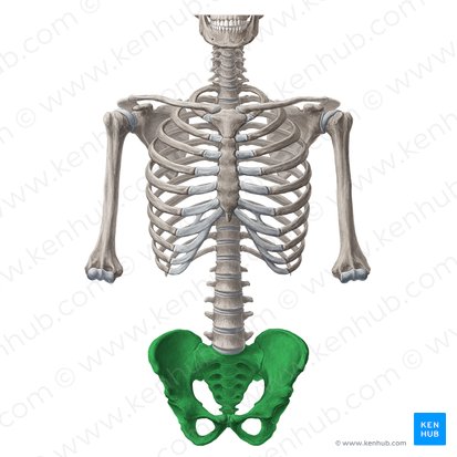 Pelvis; Imagen: Yousun Koh