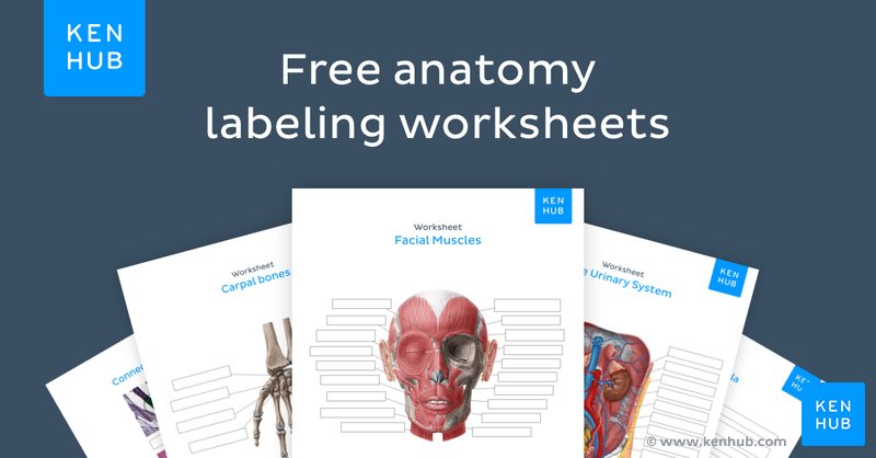 Basic A&P Labelling Human Heart Quiz