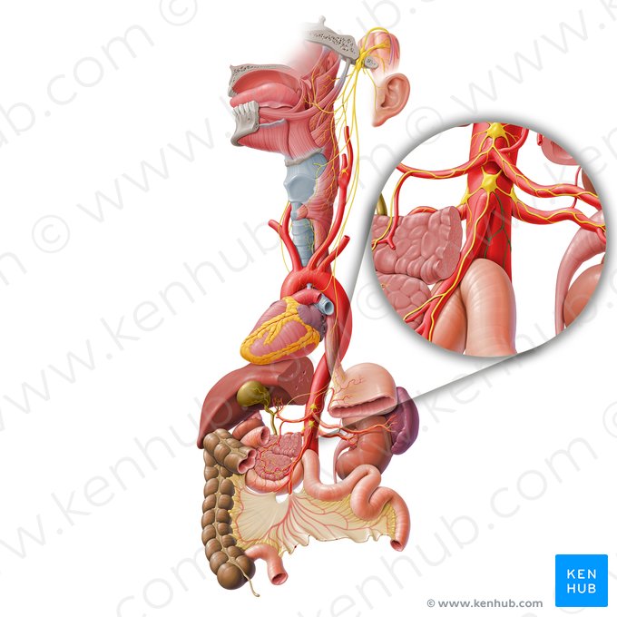 Intermesenteric plexus (Plexus intermesentericus); Image: Paul Kim