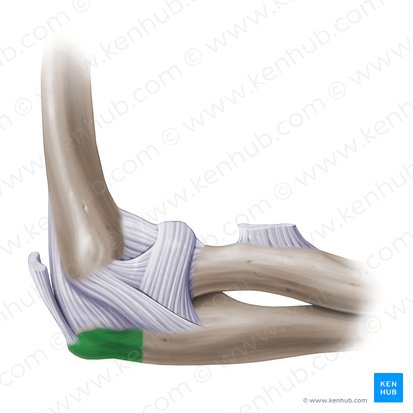 Olecranon of ulna (Olecranon ulnae); Image: Paul Kim