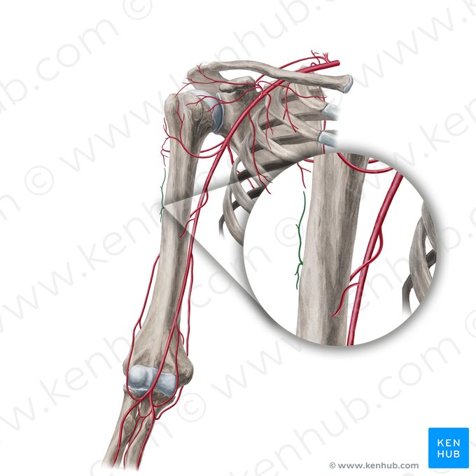 Rama deltoidea de la arteria braquial profunda (Ramus deltoideus arteriae profundae brachii); Imagen: Yousun Koh