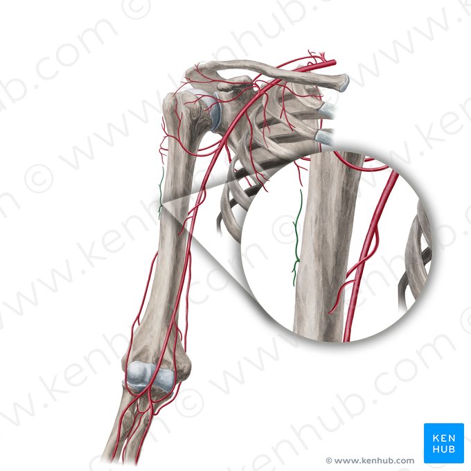 Rameau deltoïdien de l'artère profonde du bras (Ramus deltoideus arteriae profundae brachii); Image : Yousun Koh