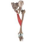 Adductor longus muscle (3D)