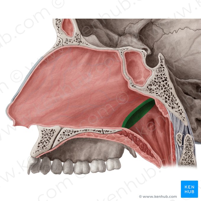 Choana (Hintere Nasenöffnung); Bild: Yousun Koh