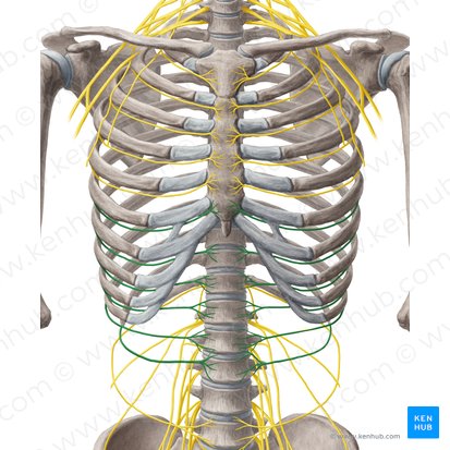 6th-11th intercostal nerves (Nervi intercostales 6-11); Image: Yousun Koh