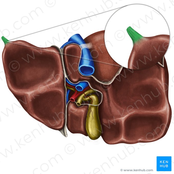 Apêndice fibroso do fígado (Appendix fibrosa hepatis); Imagem: Irina Münstermann