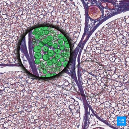 Nerve fibers (Neurofibrae); Image: 