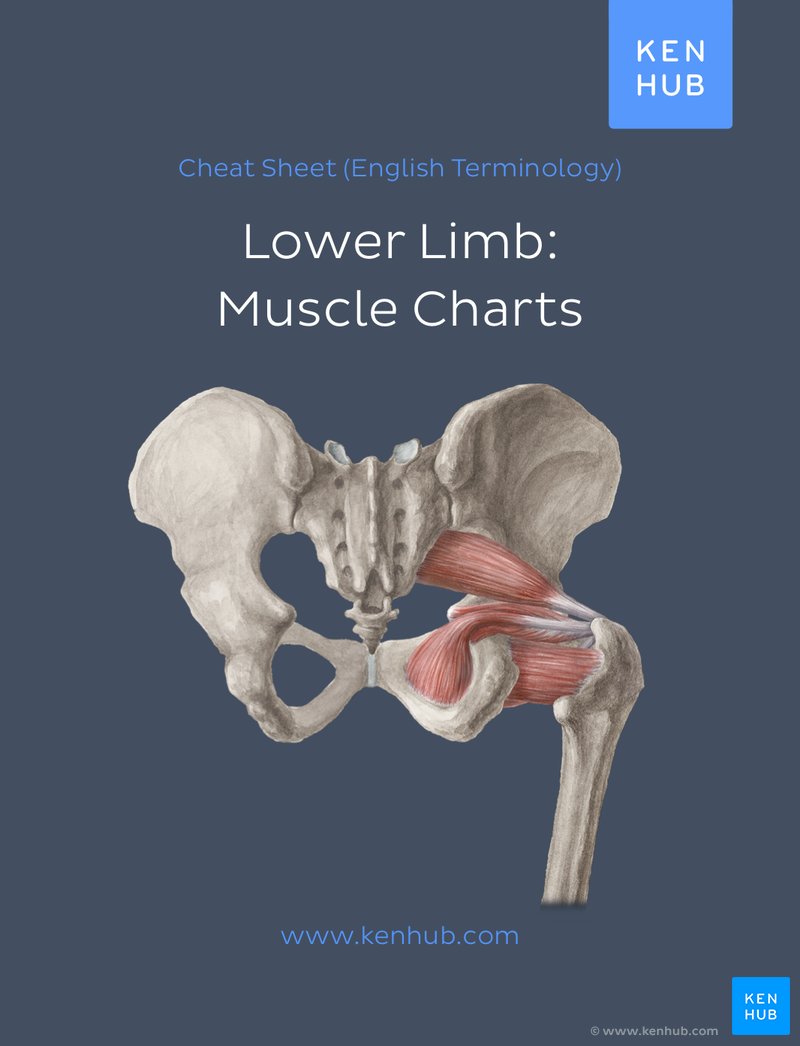 Lower limb: Muscle Charts