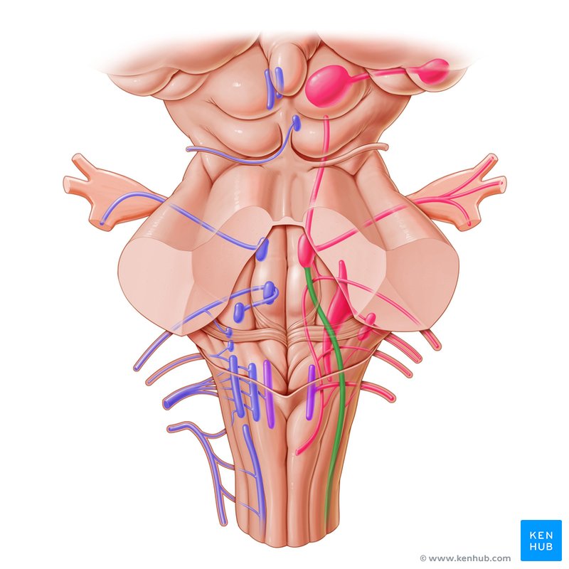 Spinal nucleus and tract of trigeminal nerve - dorsal view