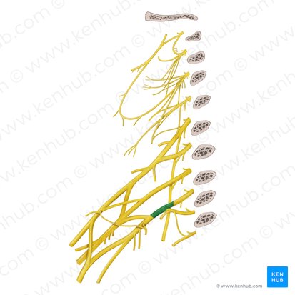 Tronc inférieur du plexus brachial (Truncus inferior plexus brachialis); Image : Begoña Rodriguez
