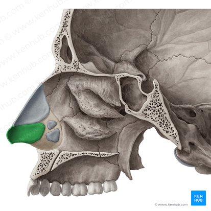 Major alar cartilage (Cartilago alaris major); Image: Yousun Koh
