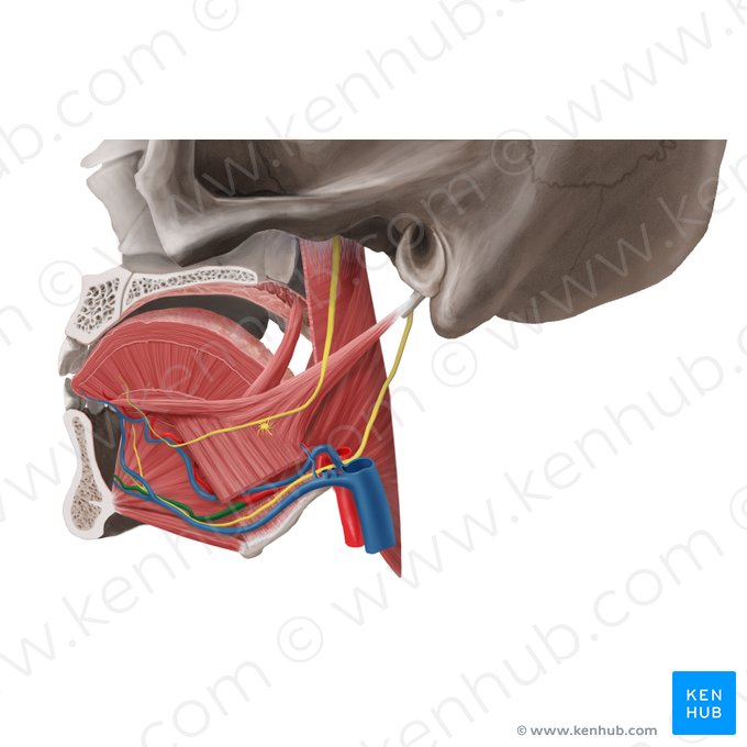 Artéria sublingual (Arteria sublingualis); Imagem: Begoña Rodriguez