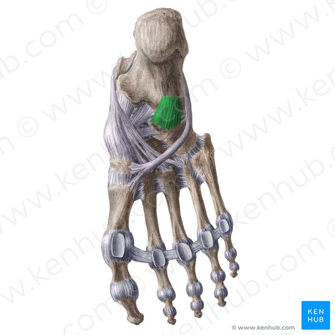 Plantar calcaneocuboid ligament (Ligamentum calcaneocuboideum plantare); Image: Liene Znotina