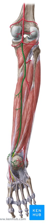 Arteria tibialis anterior